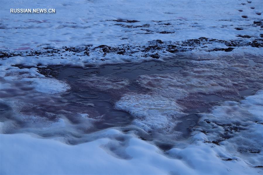 Берег Каспийского моря в Казахстане приобрел необычный красный цвет