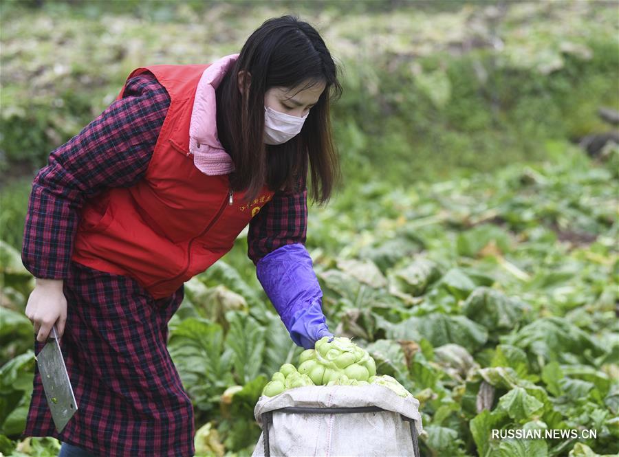 Борьба со вспышкой коронавирусной инфекции -- Волонтеры помогают собирать урожай фермерам из чунцинского уезда Фулин