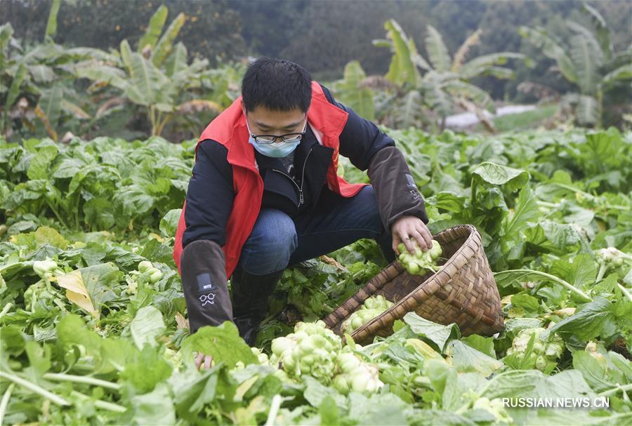 Борьба со вспышкой коронавирусной инфекции -- Волонтеры помогают собирать урожай фермерам из чунцинского уезда Фулин