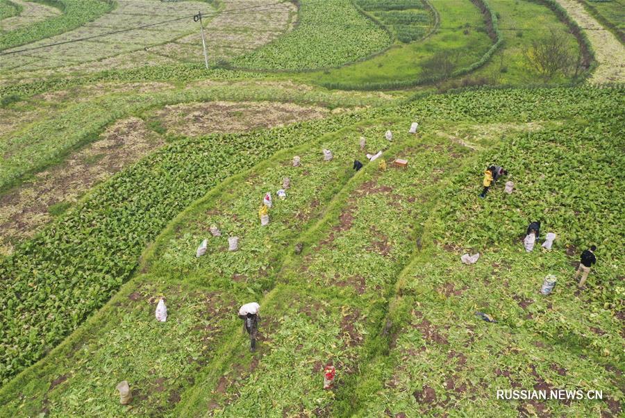 Фермеры из чунцинского уезда Фулин собирают урожай горчицы