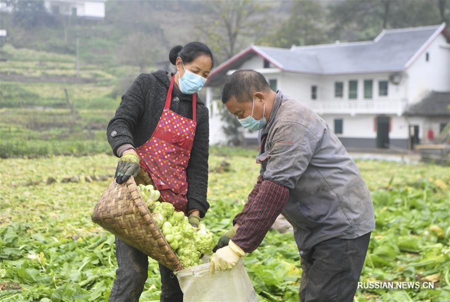 Фермеры из чунцинского уезда Фулин собирают урожай горчицы