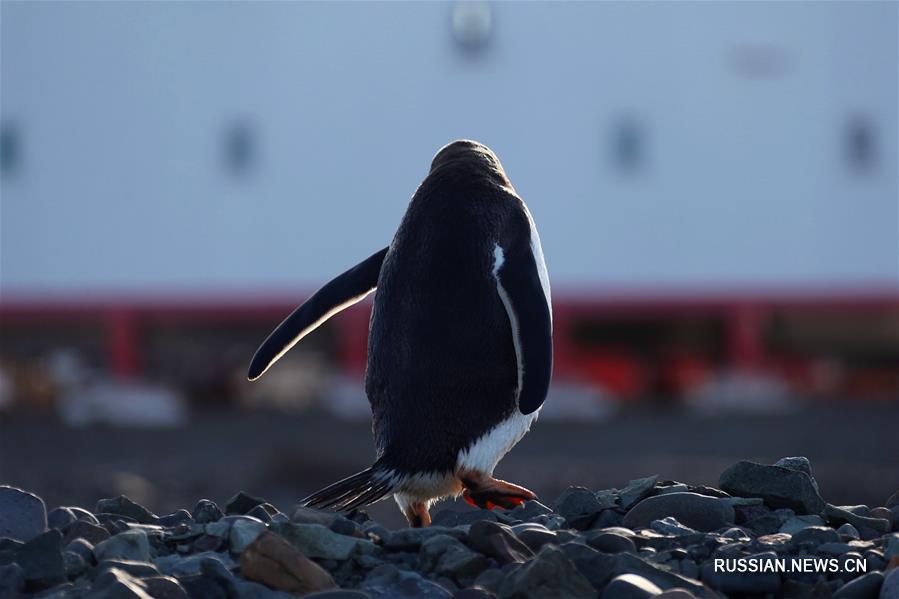 Пингвины и поморники -- соседи полярной станции "Чанчэн" в Антарктиде