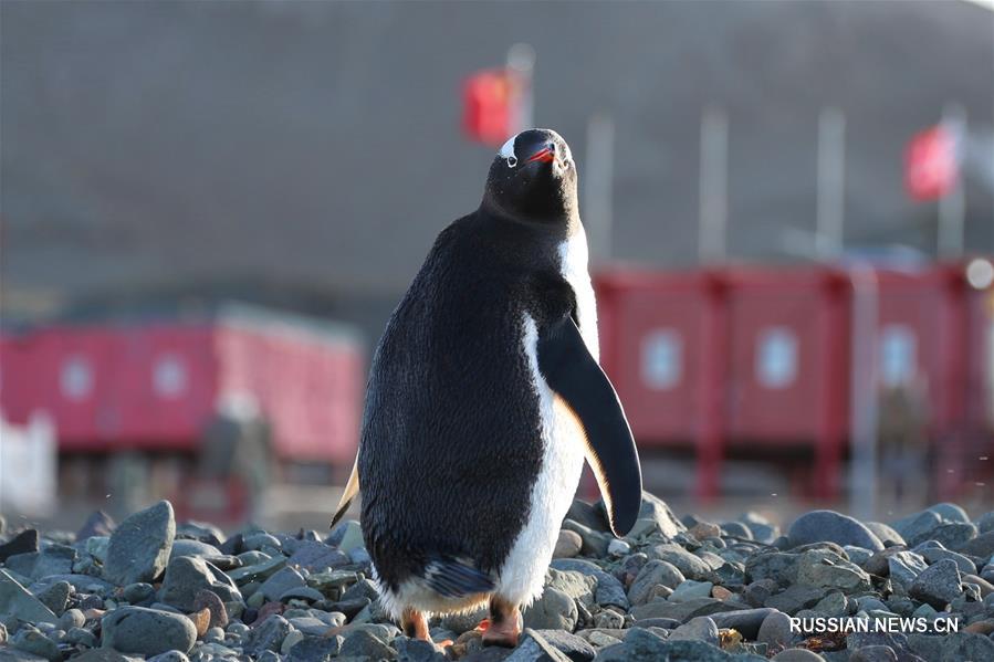 Пингвины и поморники -- соседи полярной станции "Чанчэн" в Антарктиде
