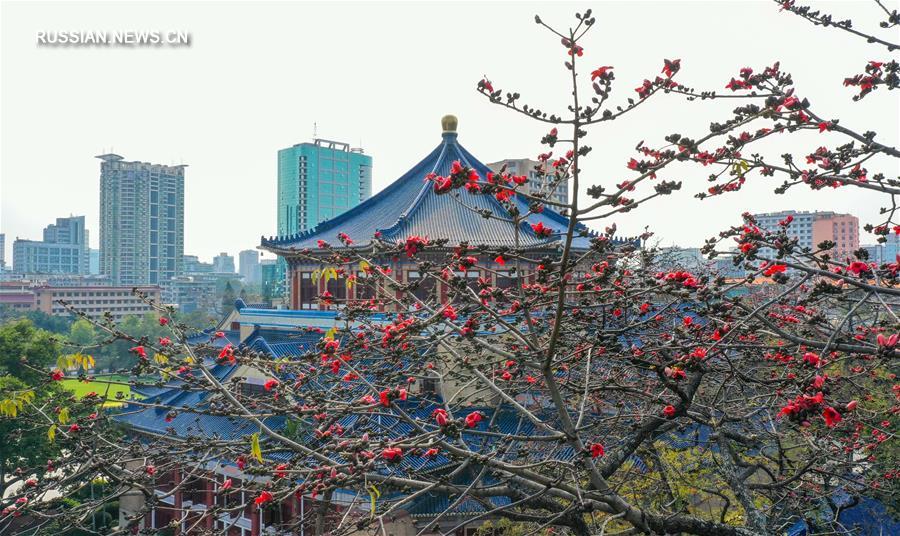 В Гуанчжоу зацвели хлопковые деревья