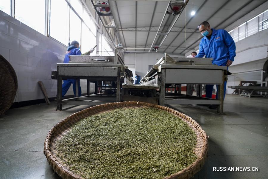 Сбор весеннего чая в Чунцине 