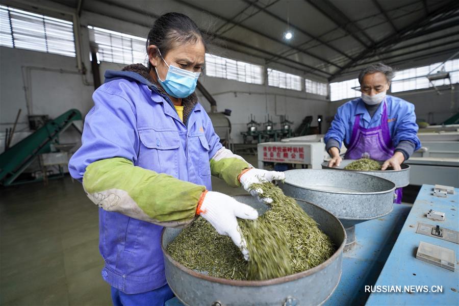 Сбор весеннего чая в Чунцине 