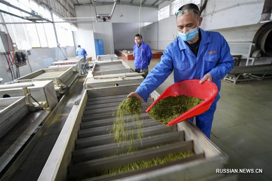 Сбор весеннего чая в Чунцине 