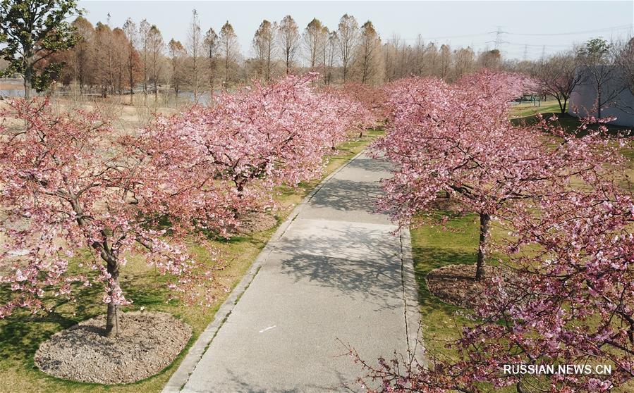 Цветение вишневых деревьев в Шанхае 