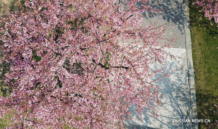 Цветение вишневых деревьев в Шанхае 