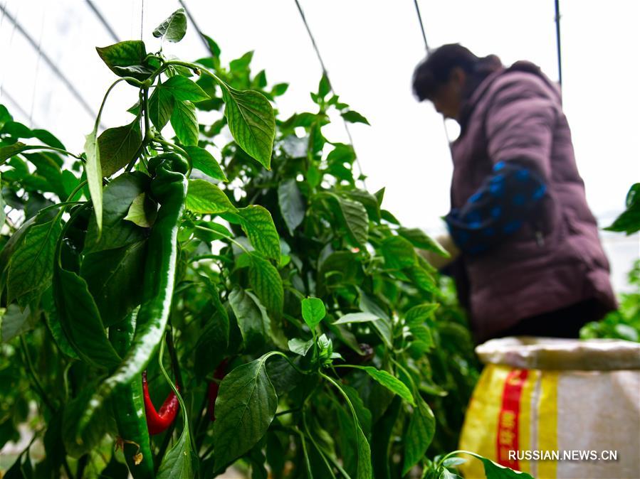 Высокогорное тепличное хозяйство в провинции Цинхай