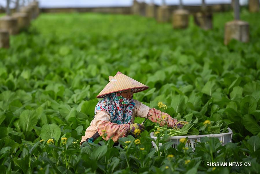 Весенние хлопоты фермеров в провинции Хайнань