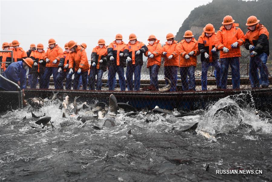 Первый весенний улов из озера Цяньдаоху в Чжэцзяне поможет медикам на переднем крае борьбы с эпидемией COVID-19