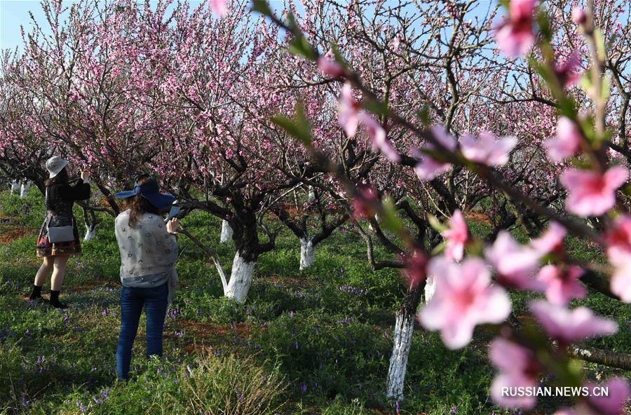 Весеннее солнце и цветущие персики в уезде Сюньдянь