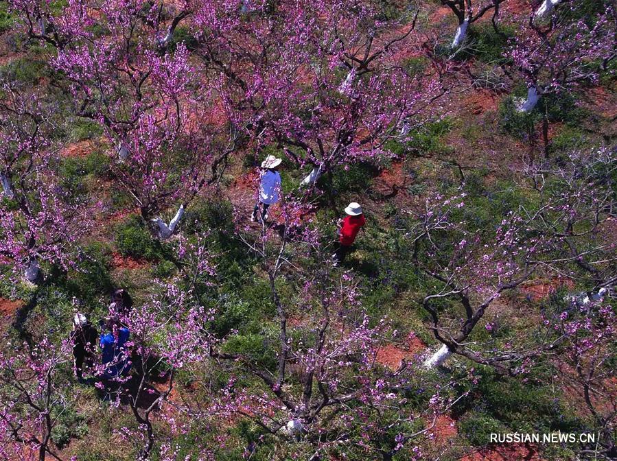 Весеннее солнце и цветущие персики в уезде Сюньдянь