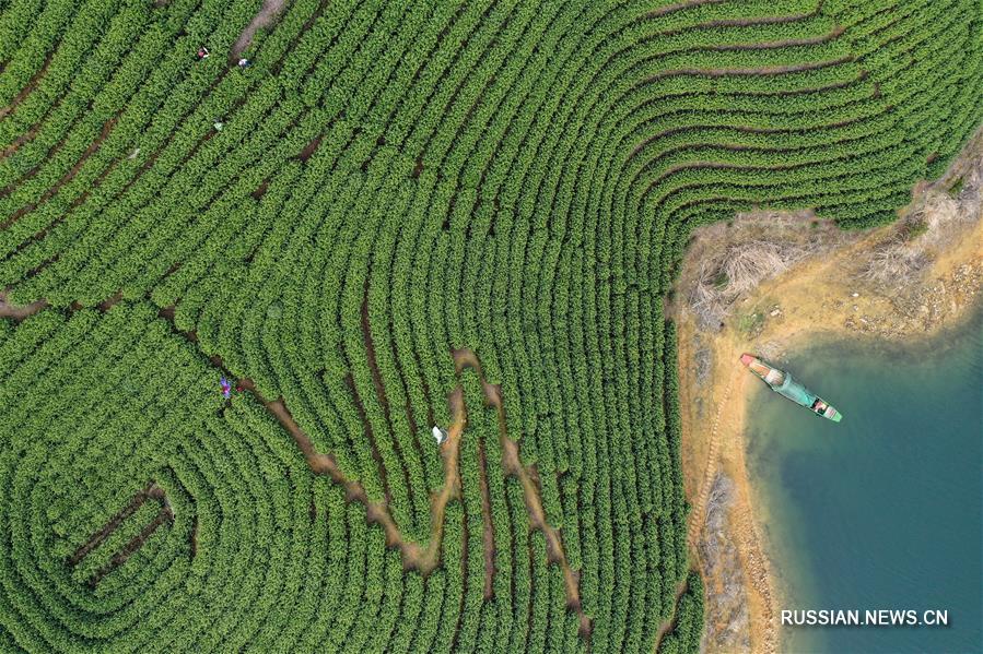 Чайные плантации на островах в провинции Чжэцзян 