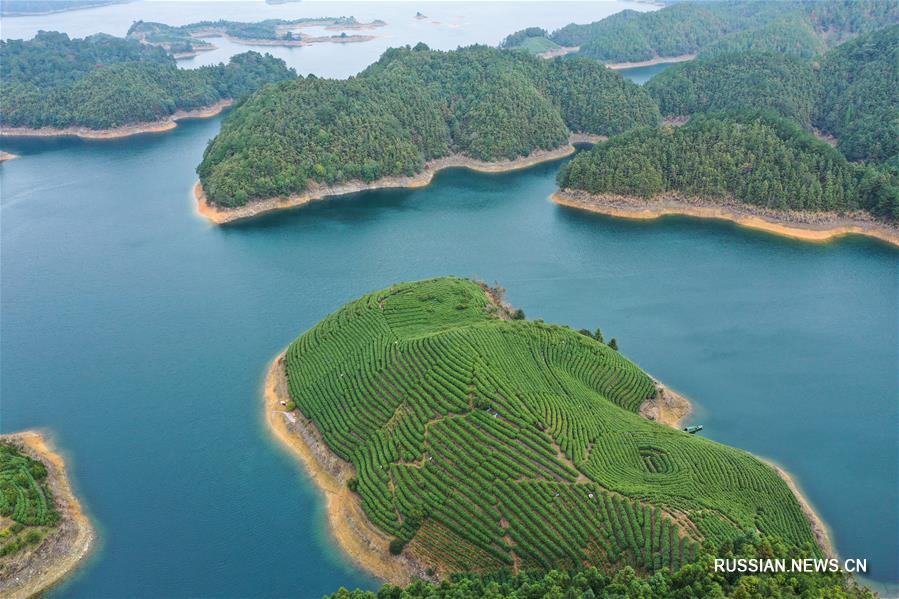 Чайные плантации на островах в провинции Чжэцзян