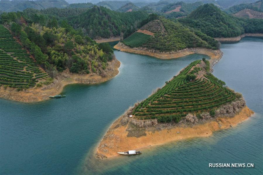 Чайные плантации на островах в провинции Чжэцзян