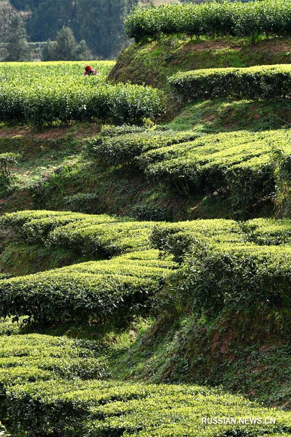 Сбор весеннего чая в провинции Хубэй
