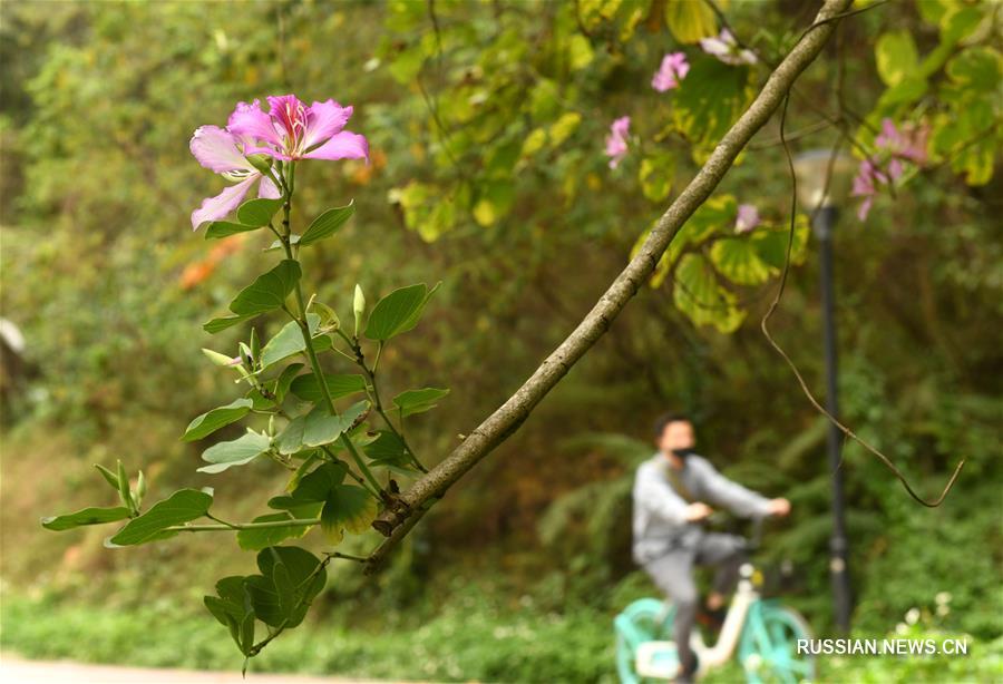 Весна на юге Гуандуна