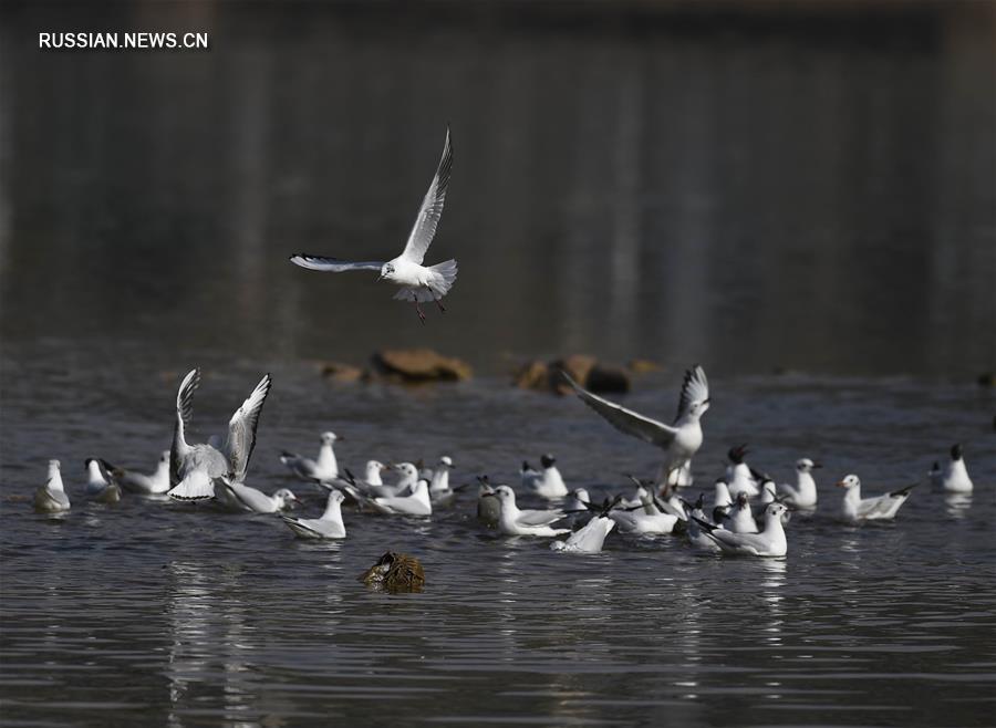 Водные птицы у берегов Хуанхэ