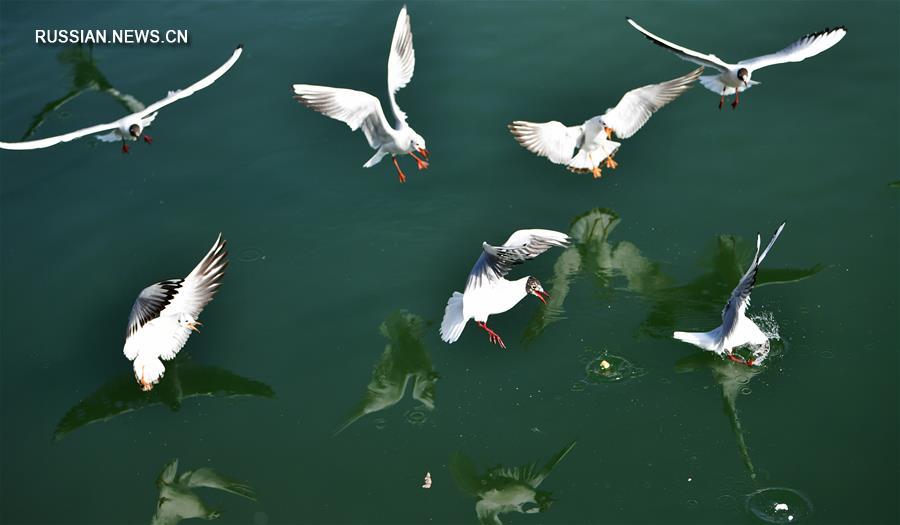 Водные птицы у берегов Хуанхэ
