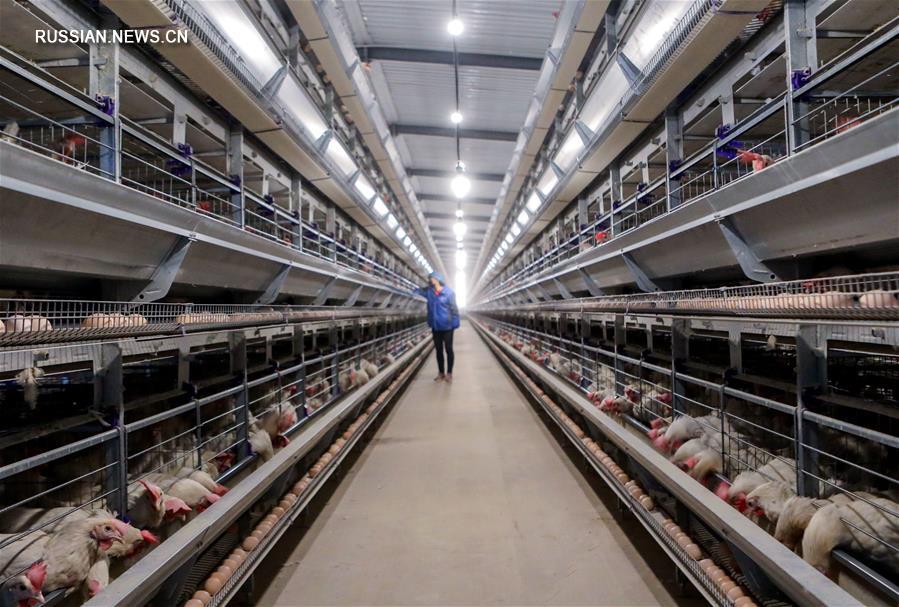 Животноводческие предприятия провинции Хэбэй возобновляют работу