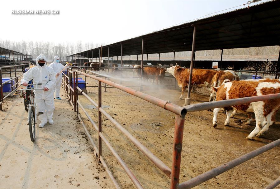 Животноводческие предприятия провинции Хэбэй возобновляют работу