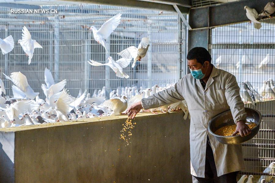 Животноводческие предприятия провинции Хэбэй возобновляют работу