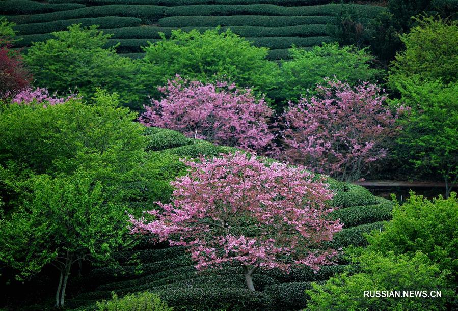 Цветение вишни в провинции Фуцзянь