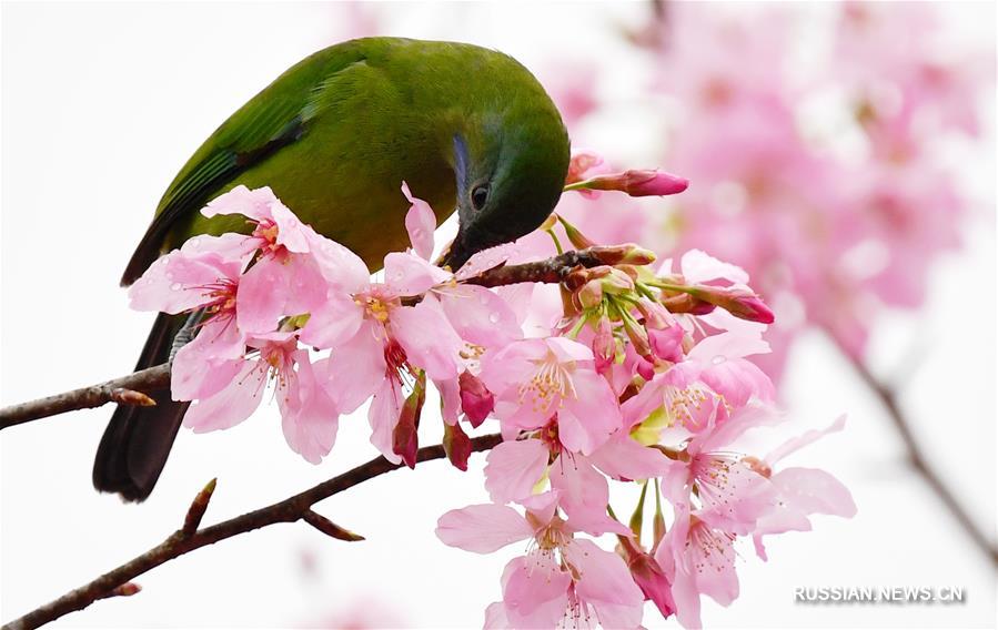Цветение вишни в провинции Фуцзянь