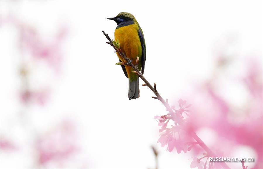 Цветение вишни в провинции Фуцзянь