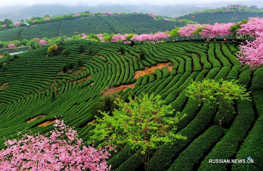 Цветение вишни в провинции Фуцзянь