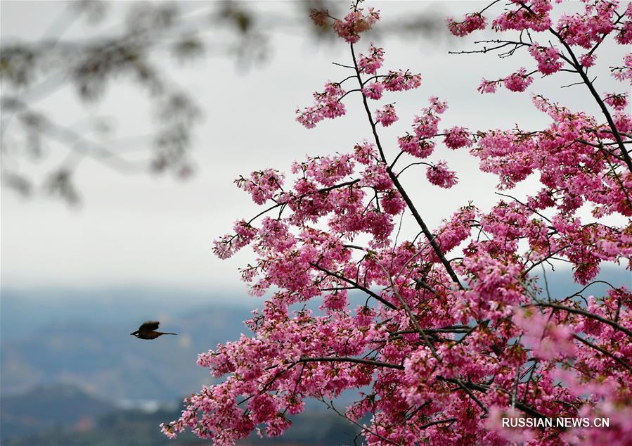 Цветение вишни в провинции Фуцзянь