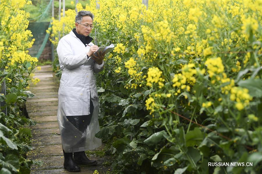 Научная работа на рапсовых полях в Чунцине