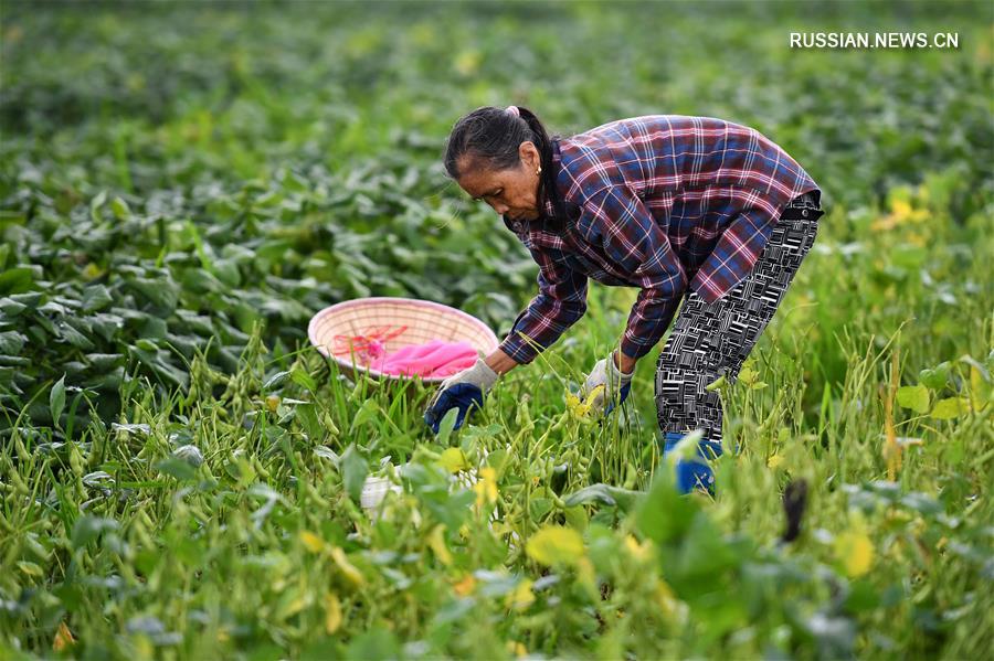 Весенние заботы фермеров в городском округе Дунфан на Хайнане