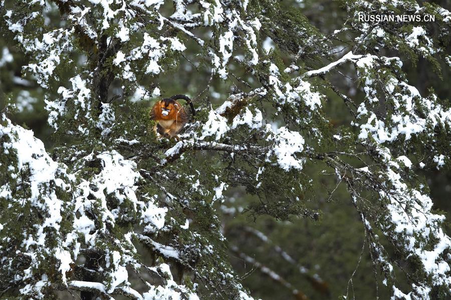 Снежные игры золотистых обезьян в горах Сычуани