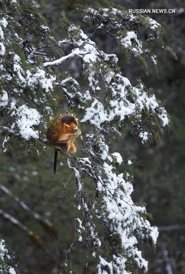 Снежные игры золотистых обезьян в горах Сычуани