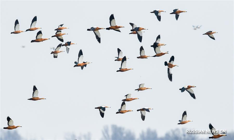Перелетные птицы возвращаются на водохранилище Хайлю во Внутренней Монголии