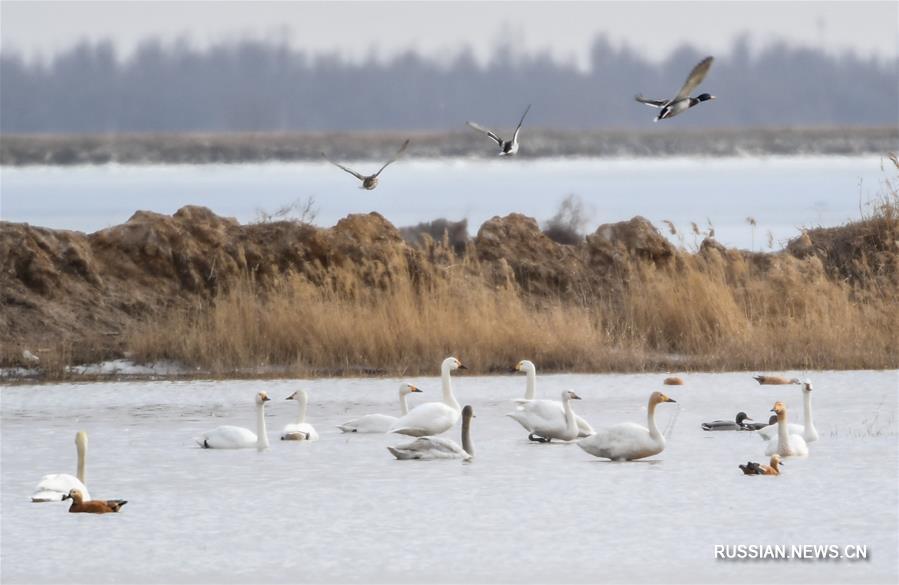Перелетные птицы возвращаются на водохранилище Хайлю во Внутренней Монголии