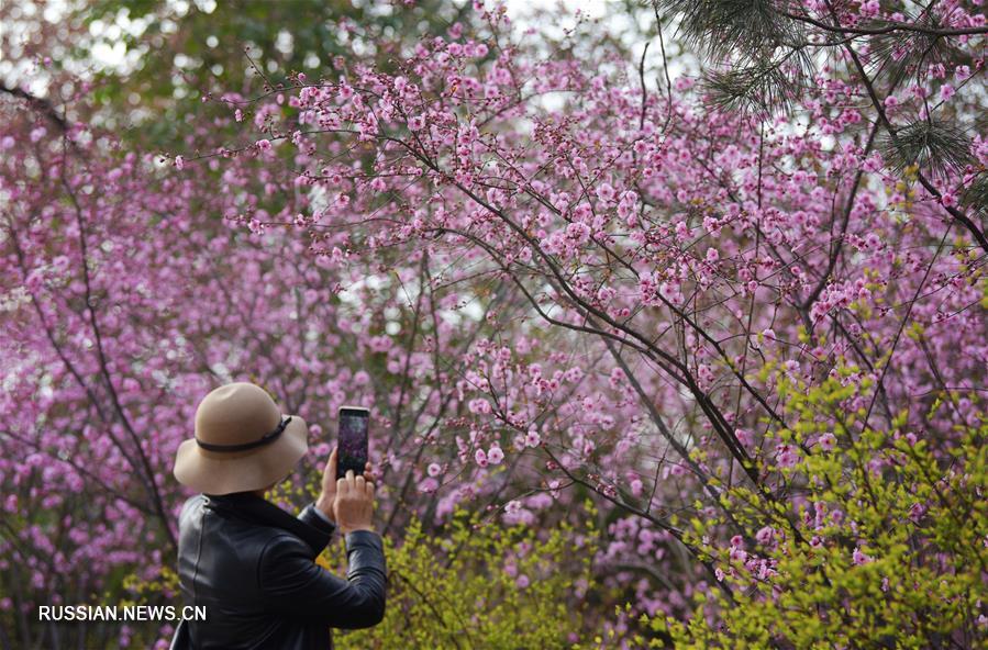 Сианьский парк Синцингун в весеннем цвету