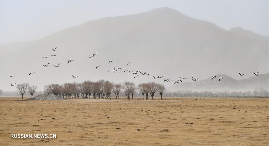 У черношейных журавлей заканчивается зимовка в долине Ярлунг-Цангпо