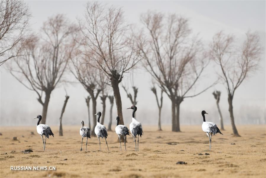 У черношейных журавлей заканчивается зимовка в долине Ярлунг-Цангпо