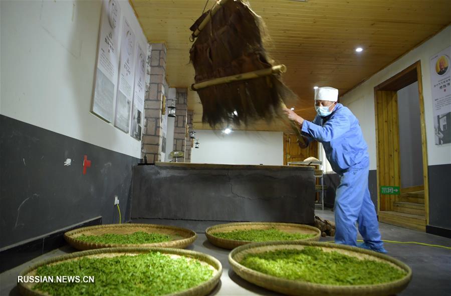В Эньши возобновлено производство чая "Эньши Юйлу"