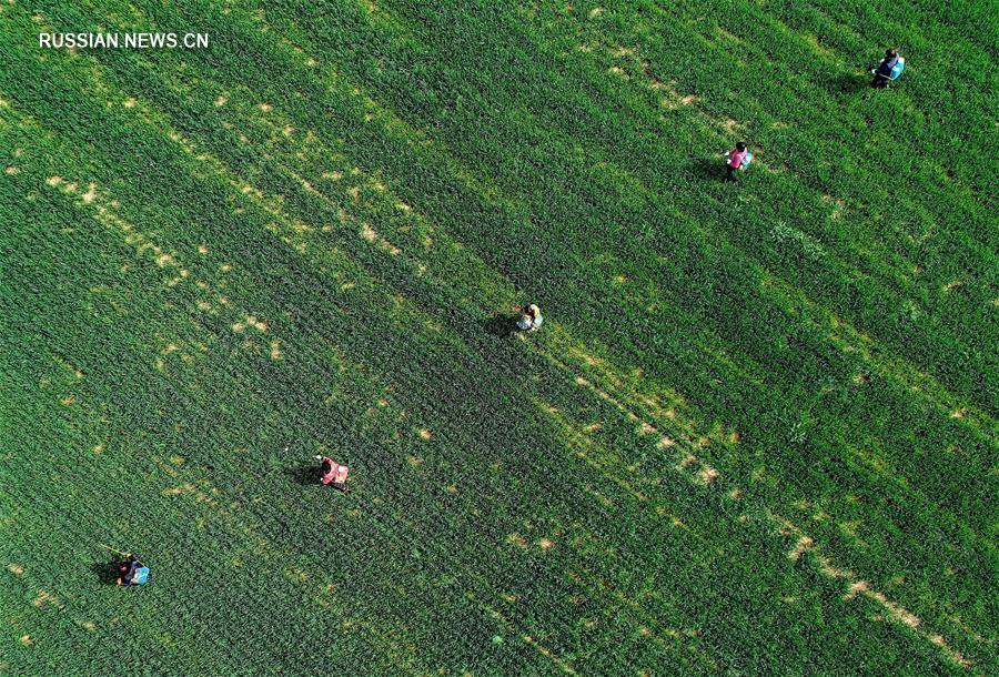 Весенние сельхозработы в уезде Баофэн