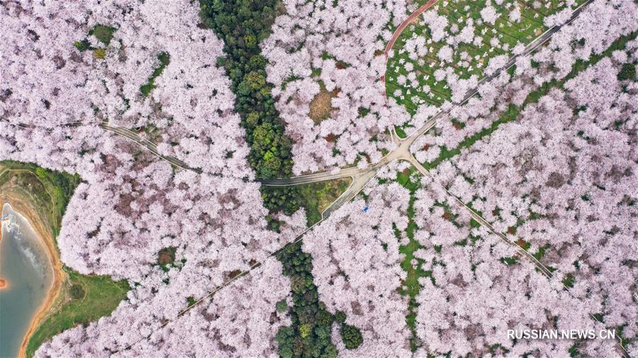 Цветущая вишня в Гуйчжоу