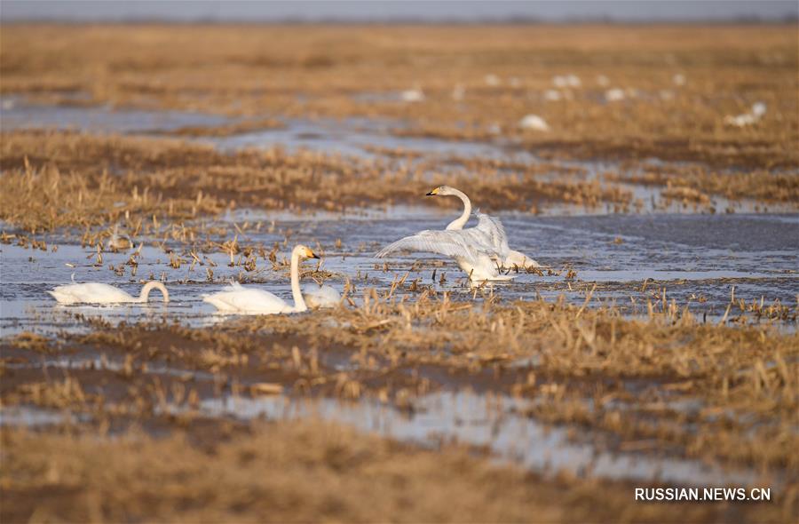На заболоченные берега Хуанхэ в Северном Китае возвращаются перелетные птицы