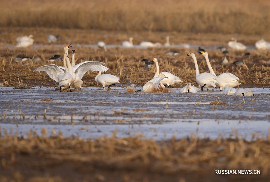 На заболоченные берега Хуанхэ в Северном Китае возвращаются перелетные птицы