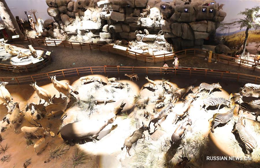 Шанхайские музеи вновь открылись для посетителей