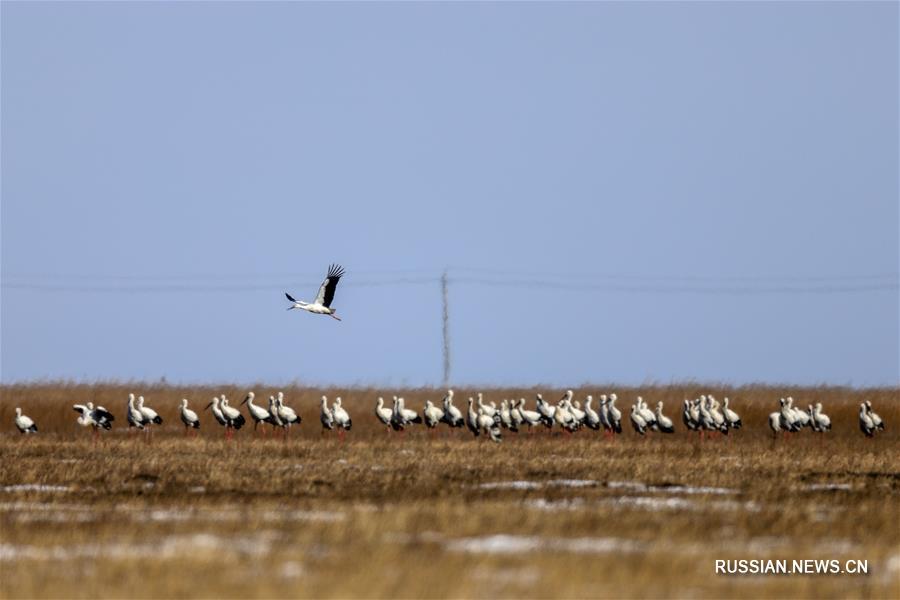Дальневосточные аисты возвращаются с зимовки на родные болота в провинции Цзилинь