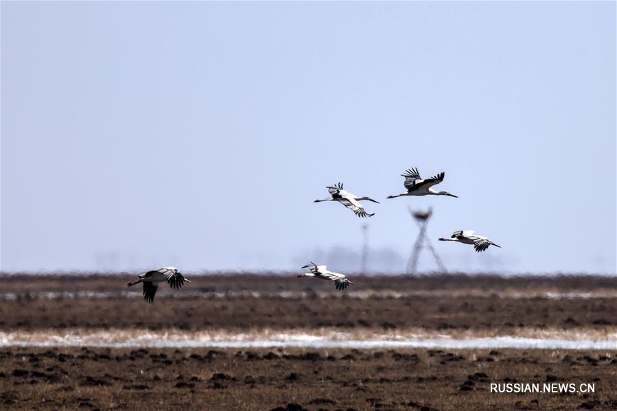 Дальневосточные аисты возвращаются с зимовки на родные болота в провинции Цзилинь